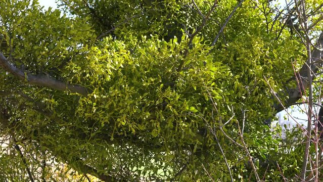Mistletoe, green leaves on a tree branch (Viscum album) - (4K)