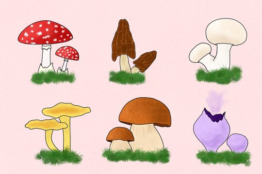 Assorted mushrooms illustration