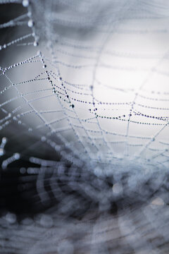 Spider's web