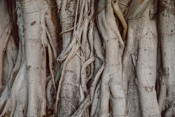 Tangled tree trunks. 