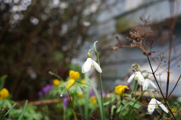 雨上がり　スノードロップ　花壇　春　ガーデニング