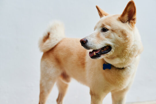 Shiba inu dog standing outdoors