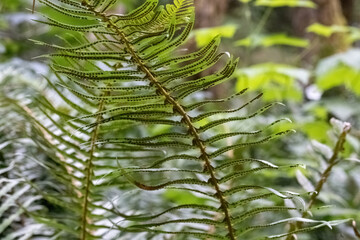 fern closeup in the woods of western washington