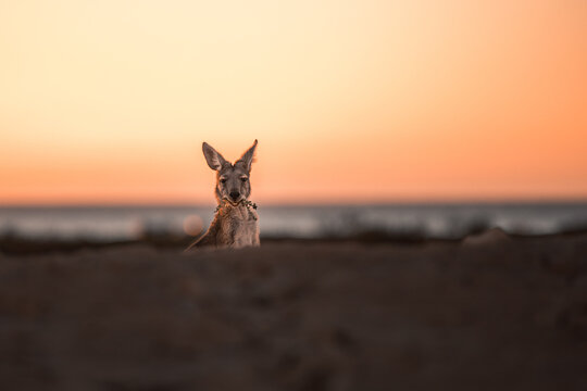 portrait of a kangaroo