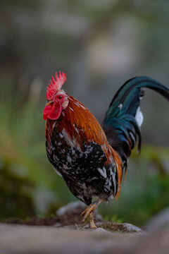 A rooster with a golden mane