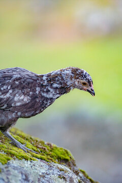 Close-up of egg-laying hen