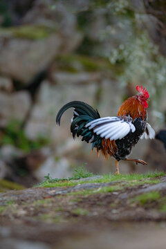 A rooster with a golden mane