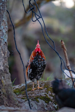 A rooster with a golden mane