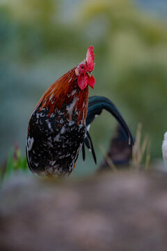 A rooster with a golden mane