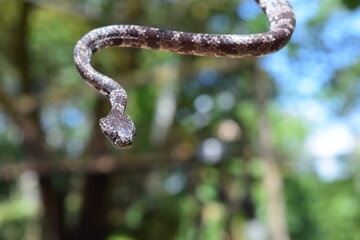 serpiente caracolera