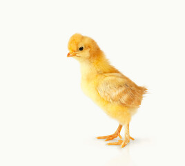 a full-length red chicken chicken is highlighted on a white background