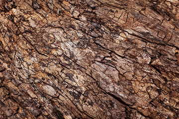 dark background of the old tree structure