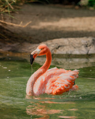 Pink Flamingo Floating in the Water Zoo of a majestic creature wall art for home