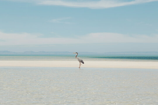 A egret standing in the middle of the sea 