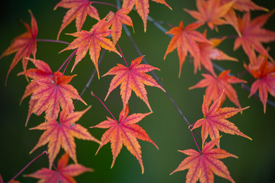 Color Changing Momiji