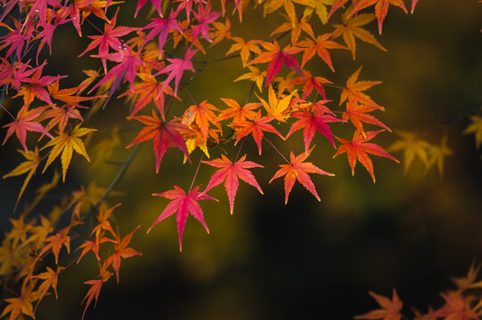Vibrant Orange Japanese Maples