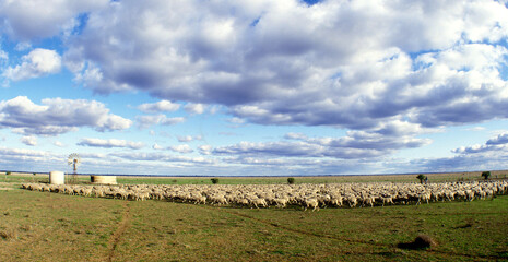 Mustering merino sheep on the Hay plains in the far west of New South Wales, Australia. - 493355949