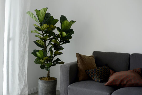 Close up of fresh home decor plant