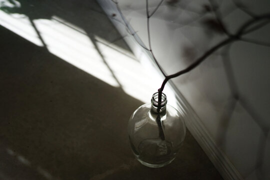 Closeup plant decoration near the wall in cozy home