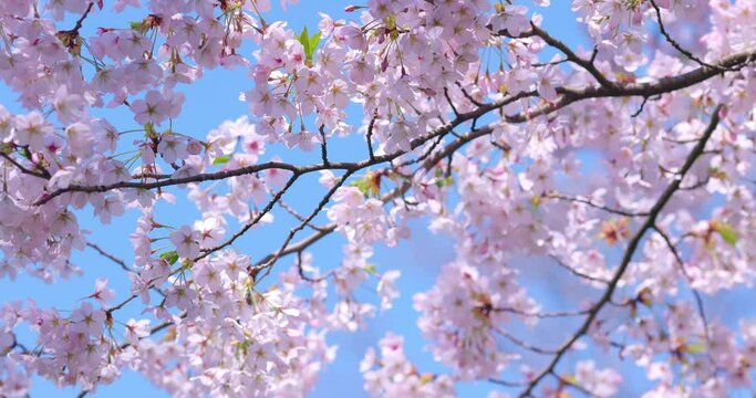 Blooming blossoms of sakura cherry tree in sunlight against blue sky, springtime.