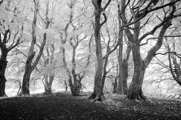 Monochrome infrared image of beech trees, Scotland, UK.