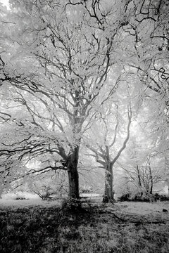 Monochrome infrared image of beech trees, Scotland, UK.