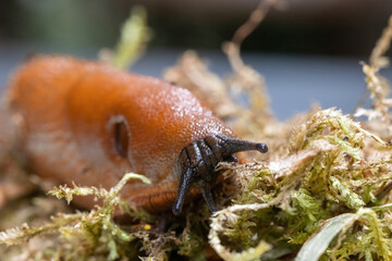 red banana slug close up crawling on moss and forest floor