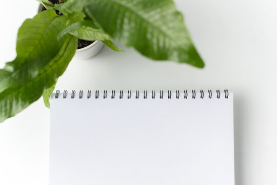 Blank sheet of paper and plant