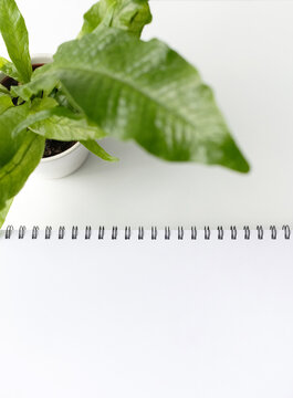Blank sheet of paper and plant