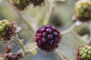 berries growing in summer on blackberry vine