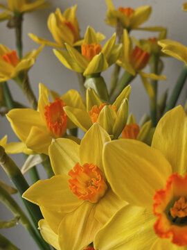 Many Yellow Spring Flowers