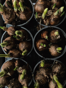 Spring flowers in pots 