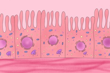Picture of intestine enterocytes with microvilli and organelles