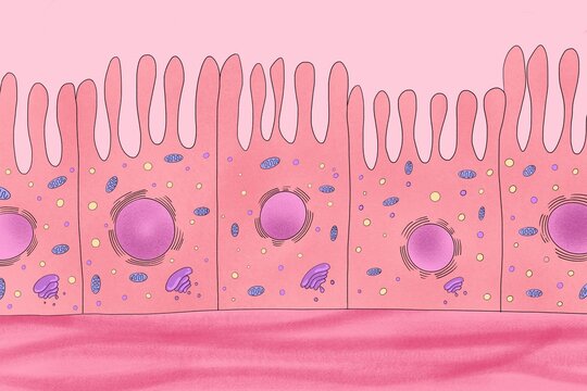 Picture of intestine enterocytes with microvilli and organelles