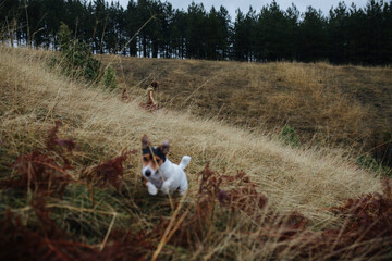 Woman and Dog Exploring Outdoors