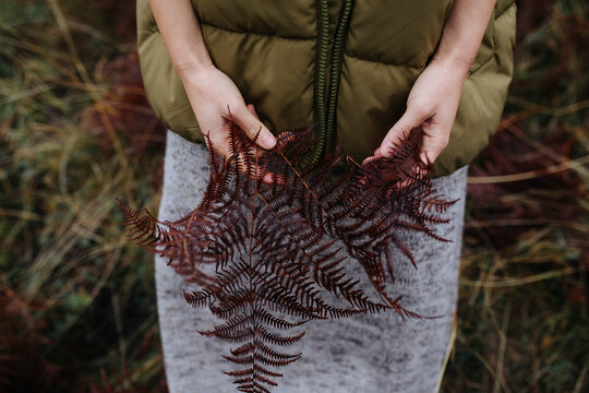Cropped Image of Woman Holding Ferns