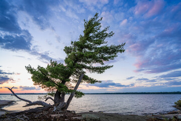 Idyllic Wind Swept Pine Tree on Granite Shoreline