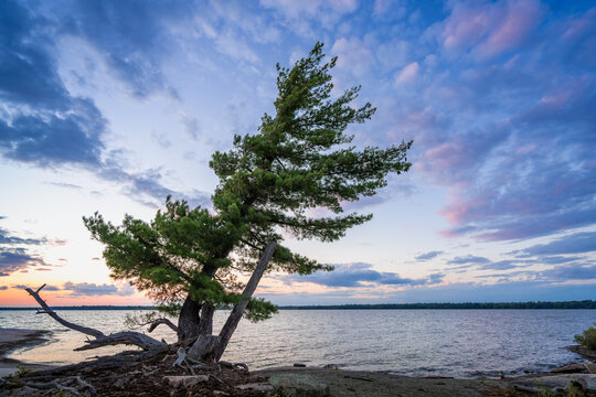 Idyllic Wind Swept Pine Tree on Granite Shoreline