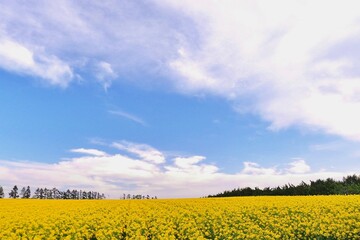 Fresh Rapeseed field in Hokkaido