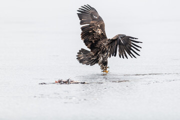 An immature bald eagle pitches on the ice at a local lake.  The eagle's wings are up and expanded as it gets ready to land.  The eagle's beak and talons are illuminated because of the daylight.