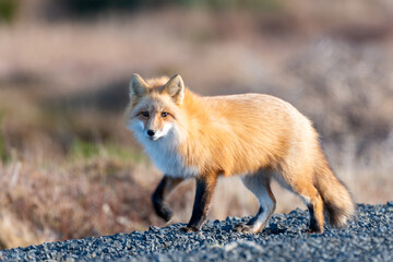 A cute young wild true red fox, Vulpes Vulpes, standing on all four paws attentively staring ahead as it hunts. It has a sharp piercing stare, orange soft fluffy fur, pointy ears, and a long red tail.