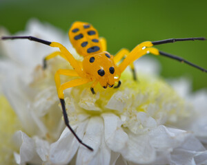 Close up of Eight Spotted Crab Spider, Platythomisus octomaculatus on flower.