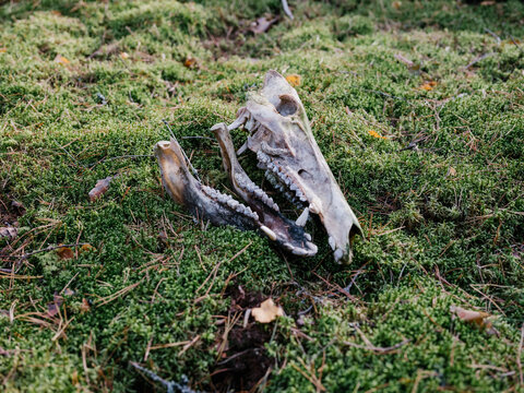 Broken skull in the woods