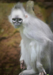 Long macaque sitting on a tree. Close up of The black crested Sumatran langur, Presbytis melalophos is a species of primate in the family Cercopithecidae