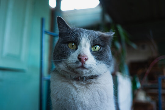 Cute Cat Face Portrait 