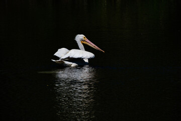 American White Pelican Swimming in a Lagoon in Audubon Park, New Orleans, Louisiana on a Dark...