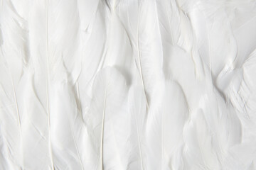 Seamless pattern of white delicate feathers