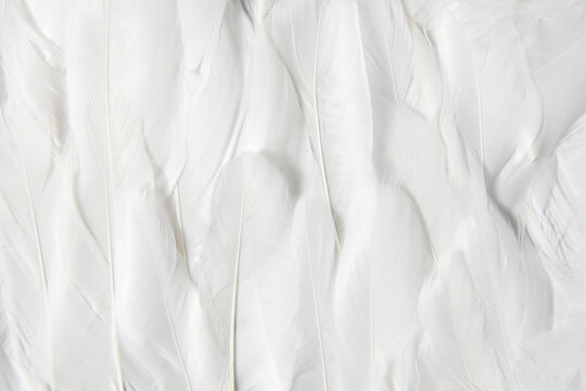 Seamless Pattern Of White Delicate Feathers