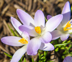 purple crocus flowers