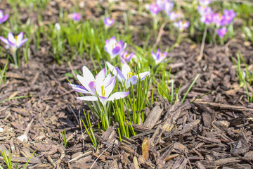 spring crocus flowers